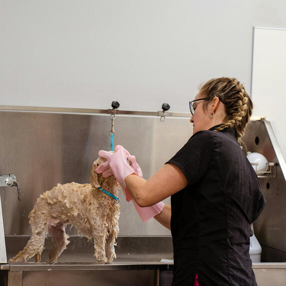 Julie - Pet Bather