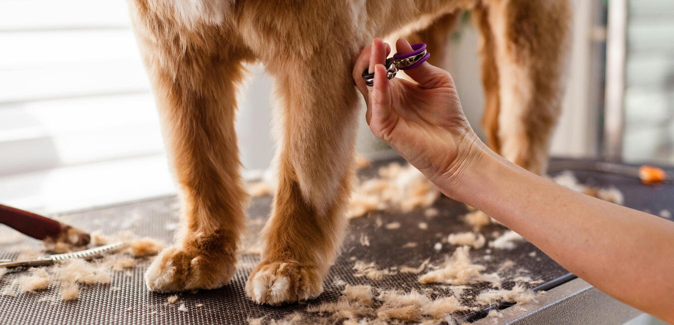 Dog Grooming