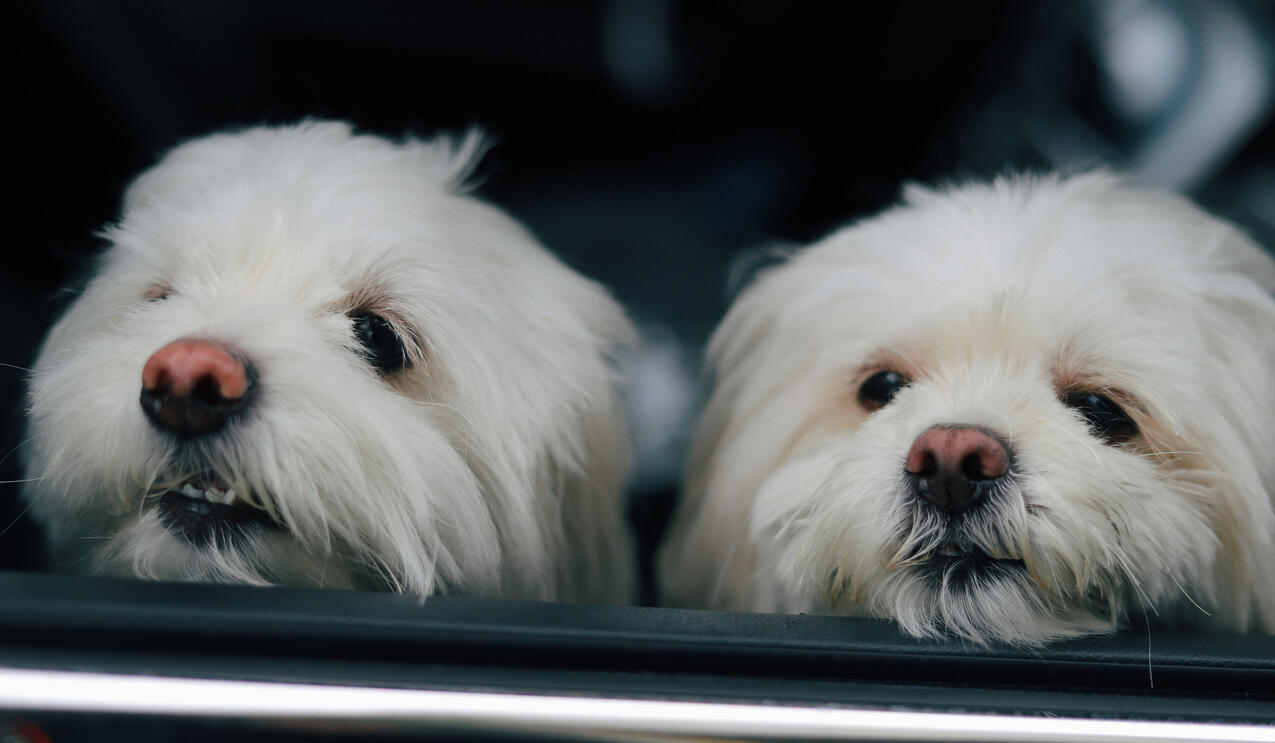 Dog Grooming